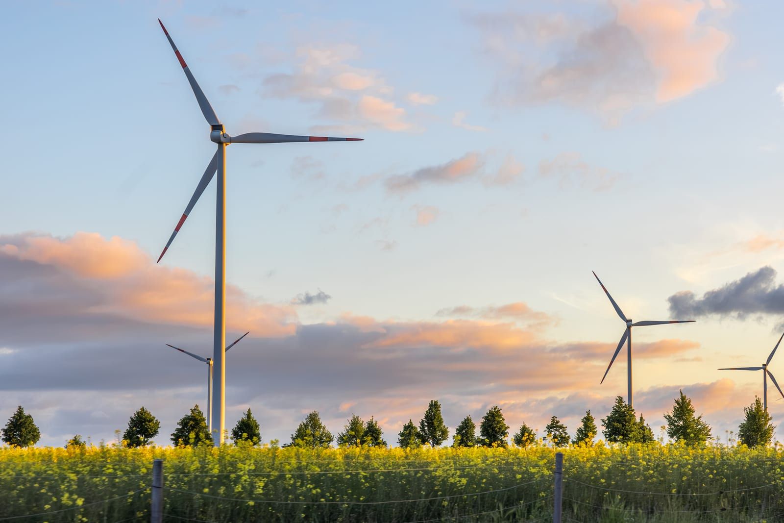A wind farm above a flowering rapeseed field at sunset